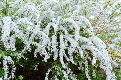 Norsk Brudspirea 'Grefsheim' Barrotad>Omnia garden Sale