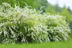 Norsk Brudspirea 'Grefsheim' Barrotad><noscript><img width=