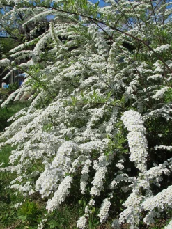 Norsk Brudspirea 'Grefsheim' D:9-11cm Certifierad Krukodlad>Omnia garden Discount