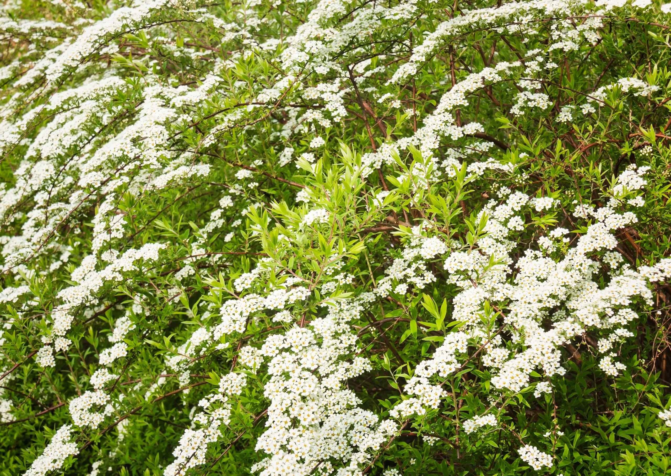 Norsk Brudspirea 'Grefsheim' D:9-11cm Certifierad Krukodlad>Omnia garden Discount