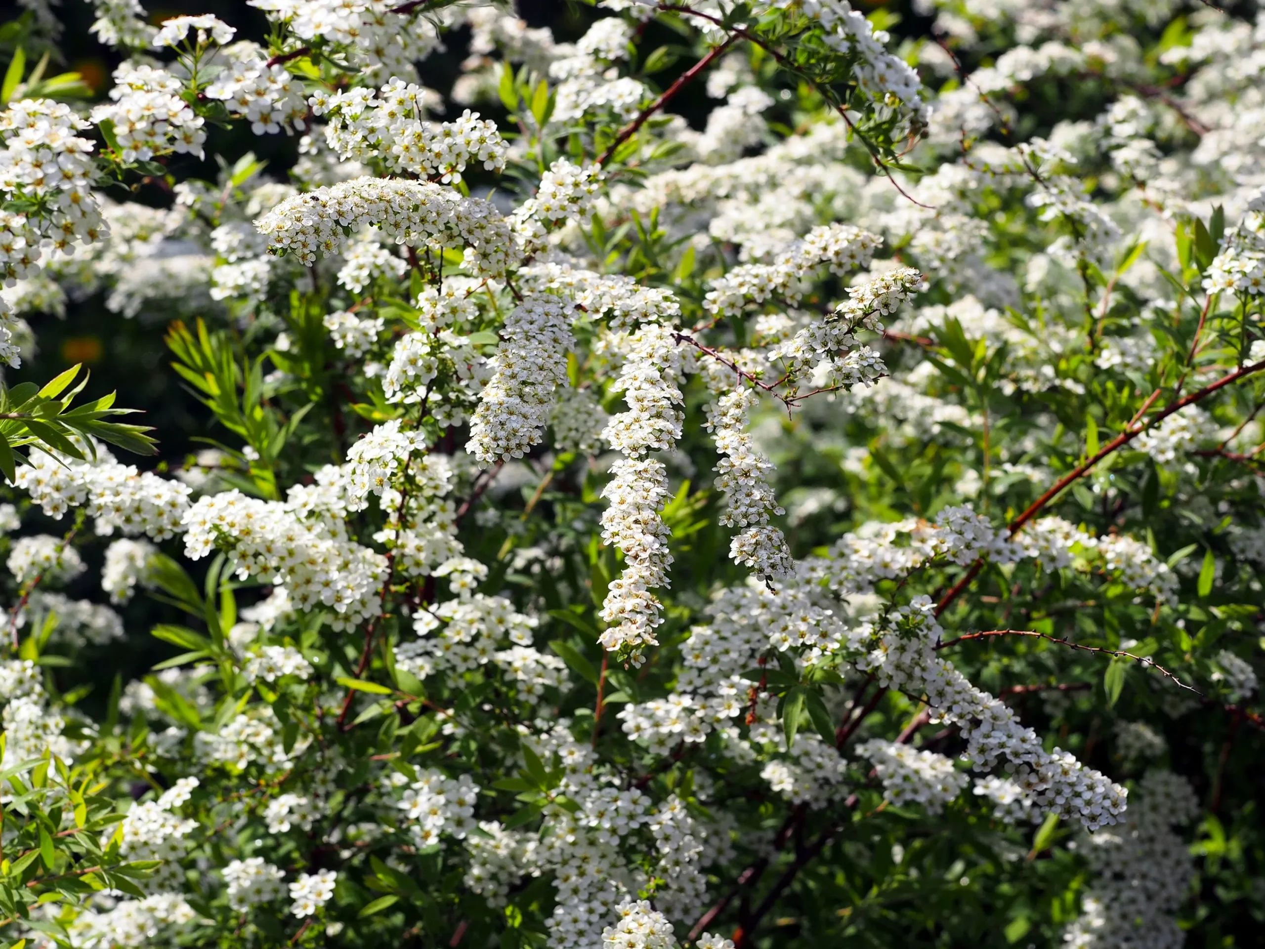 Norsk Brudspirea 'Grefsheim' D:9-11cm Certifierad Krukodlad>Omnia garden Discount