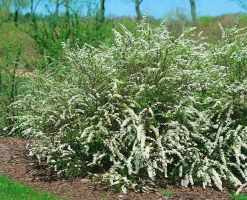 Norsk Brudspirea 'Grefsheim' D:9-11cm Certifierad Krukodlad><noscript><img width=