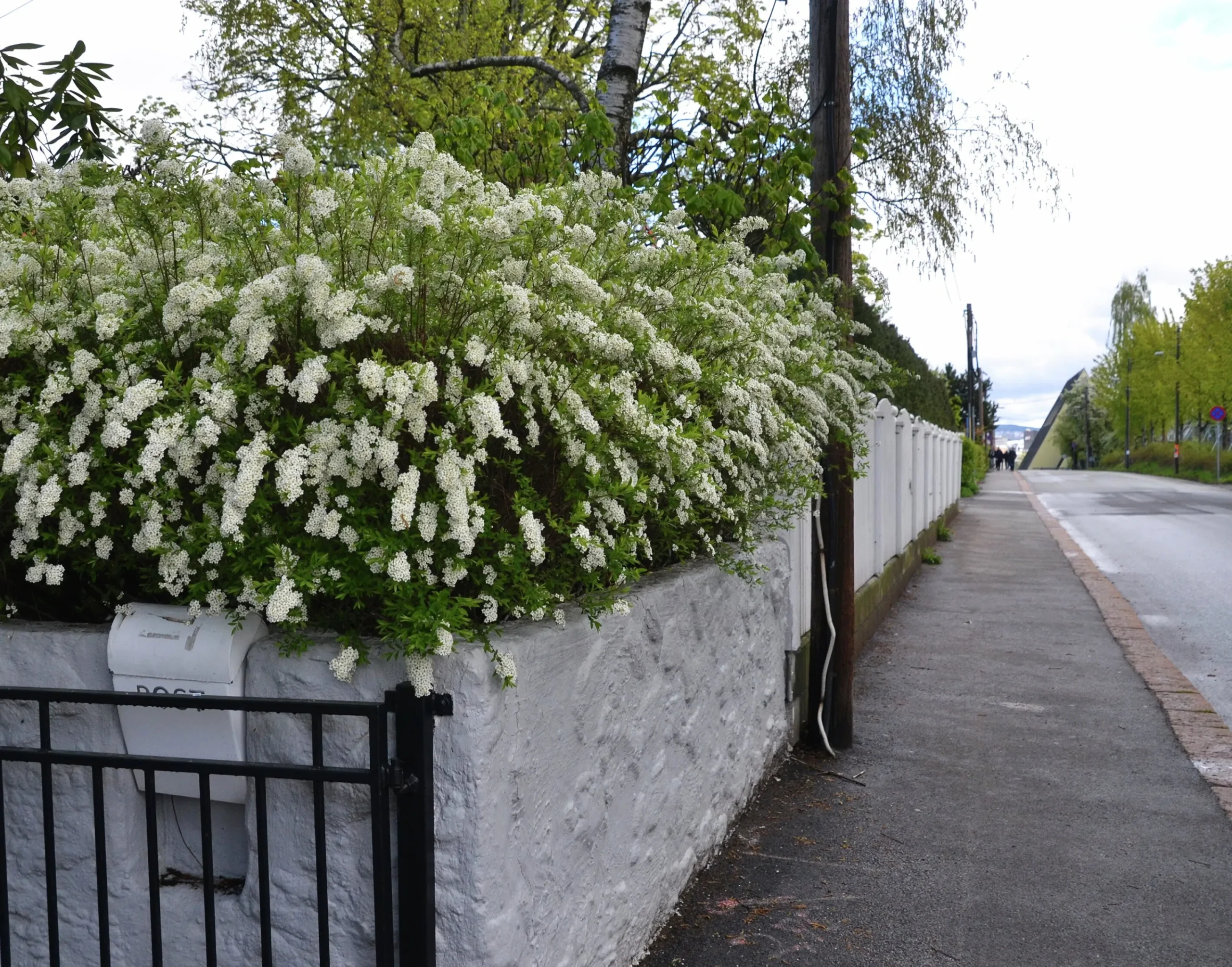 Norsk Brudspirea 'Grefsheim' Goliath Barrotad>Omnia garden Outlet
