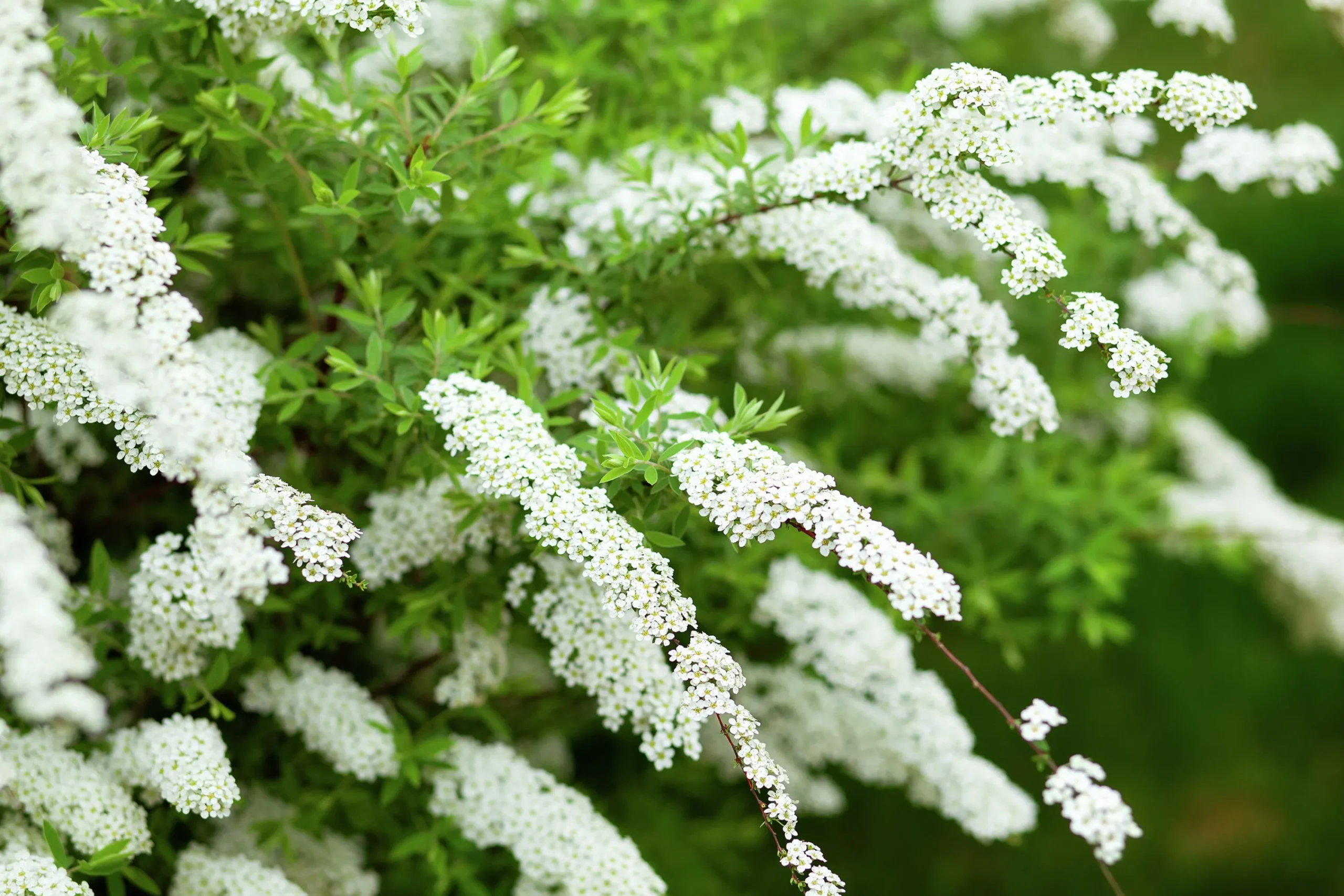 Norsk Brudspirea 'Grefsheim' Goliath Barrotad>Omnia garden Outlet