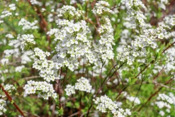 Norsk Brudspirea 'Grefsheim' Goliath Barrotad><noscript><img width=