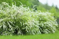 Norsk Brudspirea 'Grefsheim' Goliath Barrotad><noscript><img width=