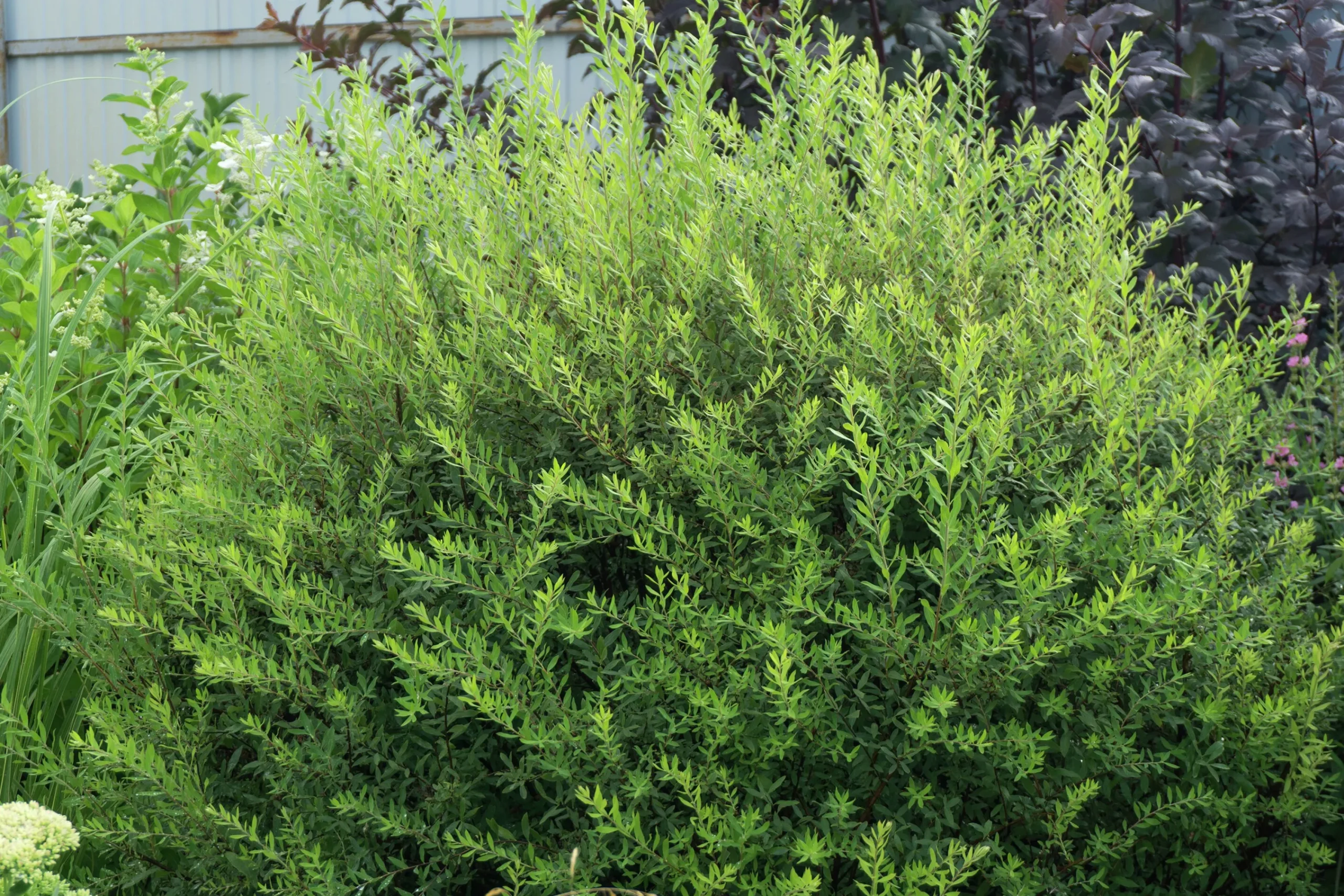 Norsk Brudspirea 'Grefsheim' Goliath Barrotad>Omnia garden Outlet