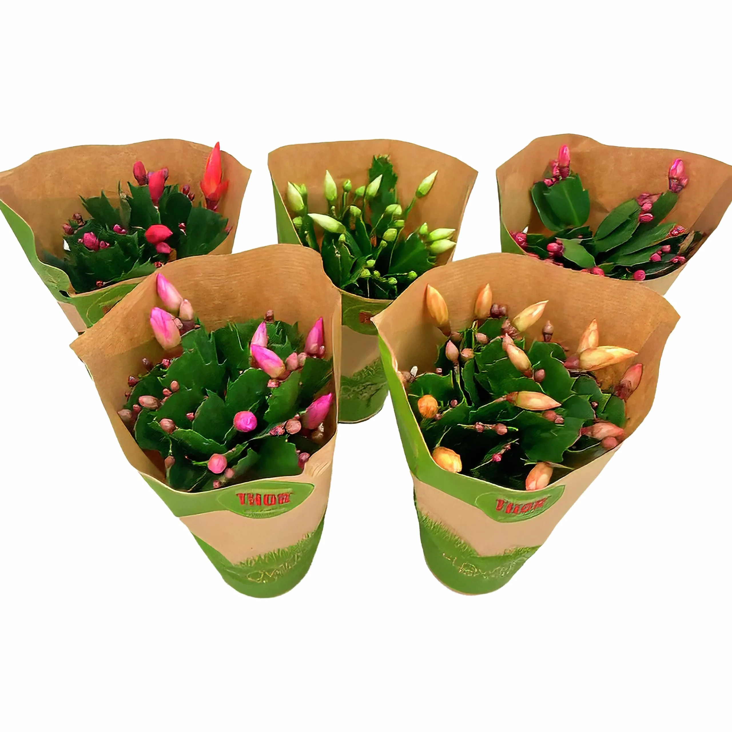 Novemberkaktus>Danblumen Hot