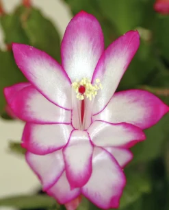 Novemberkaktus lat. Schlumbergera truncata>Mäster Grön Sale