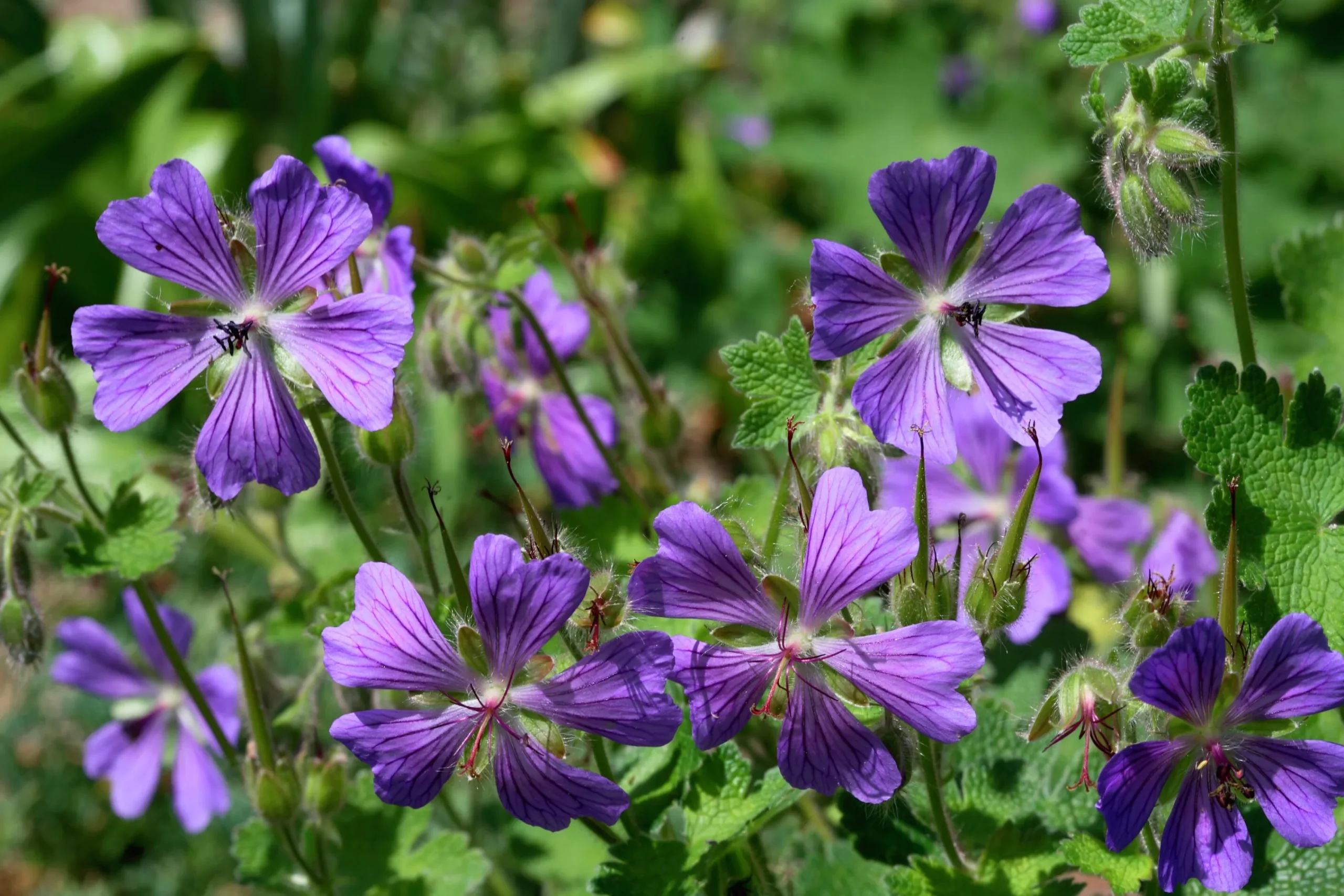 Nätnäva 'Philippe Vapelle'>Omnia garden Sale