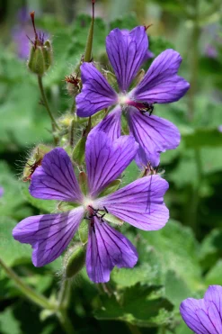 Nätnäva 'Philippe Vapelle'>Omnia garden Sale