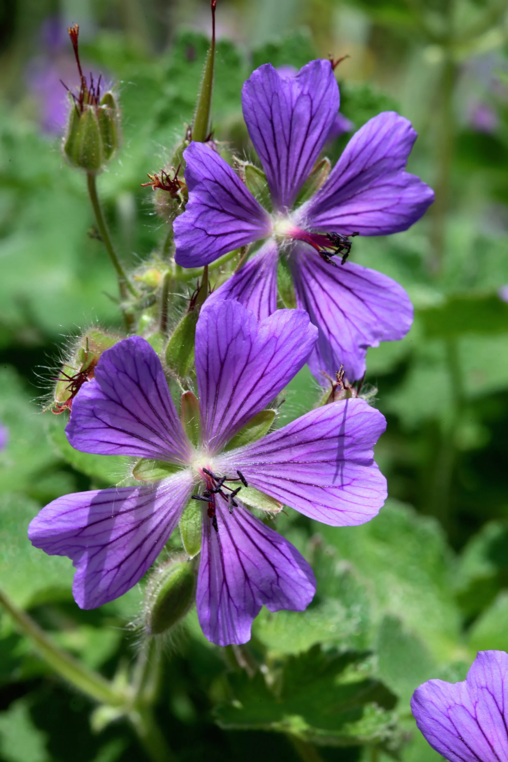 Nätnäva 'Philippe Vapelle'>Omnia garden Sale