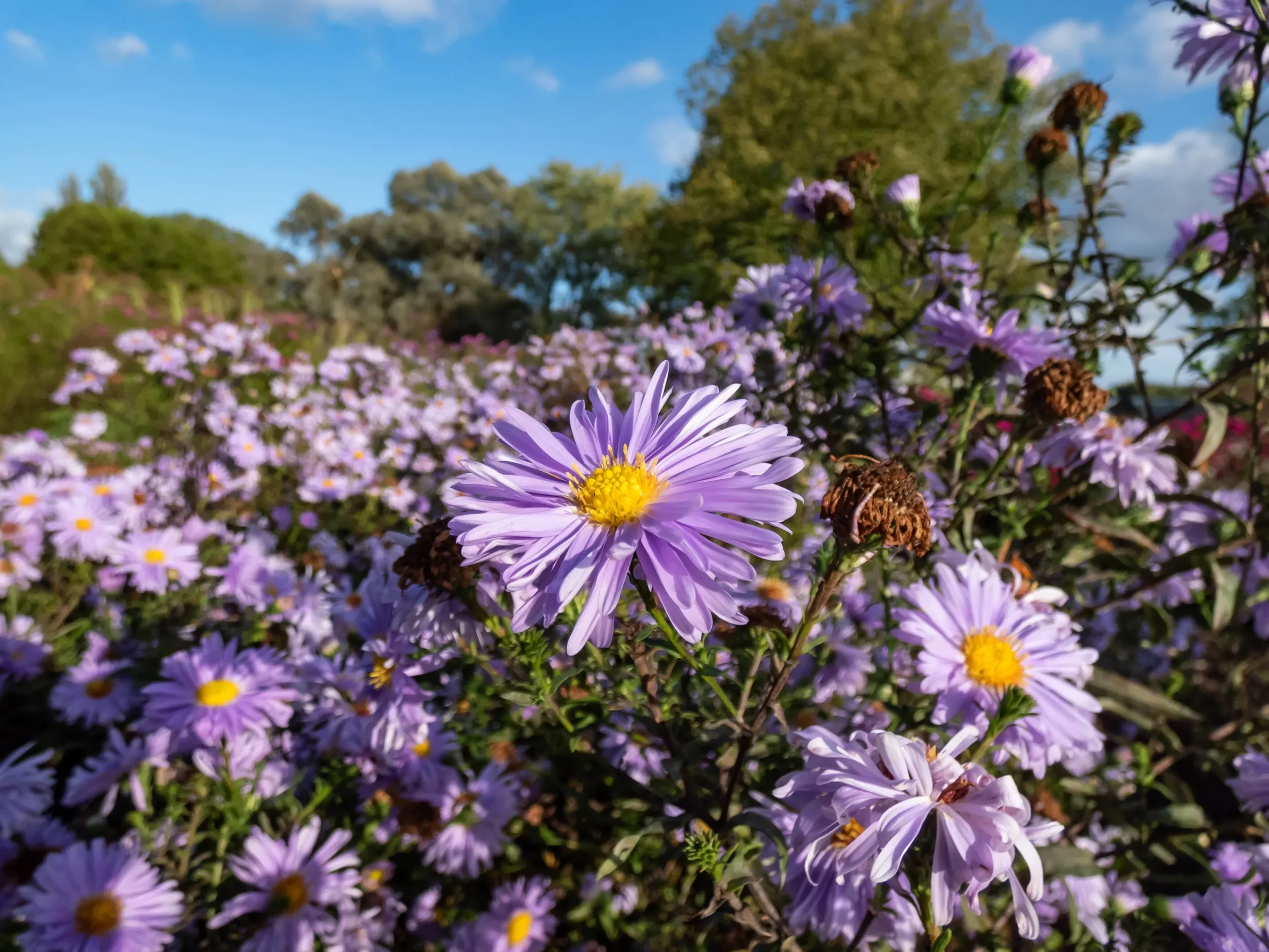 Oktoberaster 'Early Blue'>Omnia garden Best