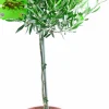 Oliv lat. Olea europaea 70-80cm>Mäster Grön Discount