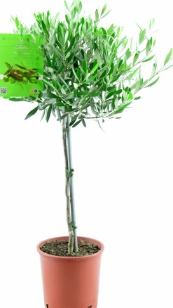 Oliv lat. Olea europaea 70-80cm>Mäster Grön Discount