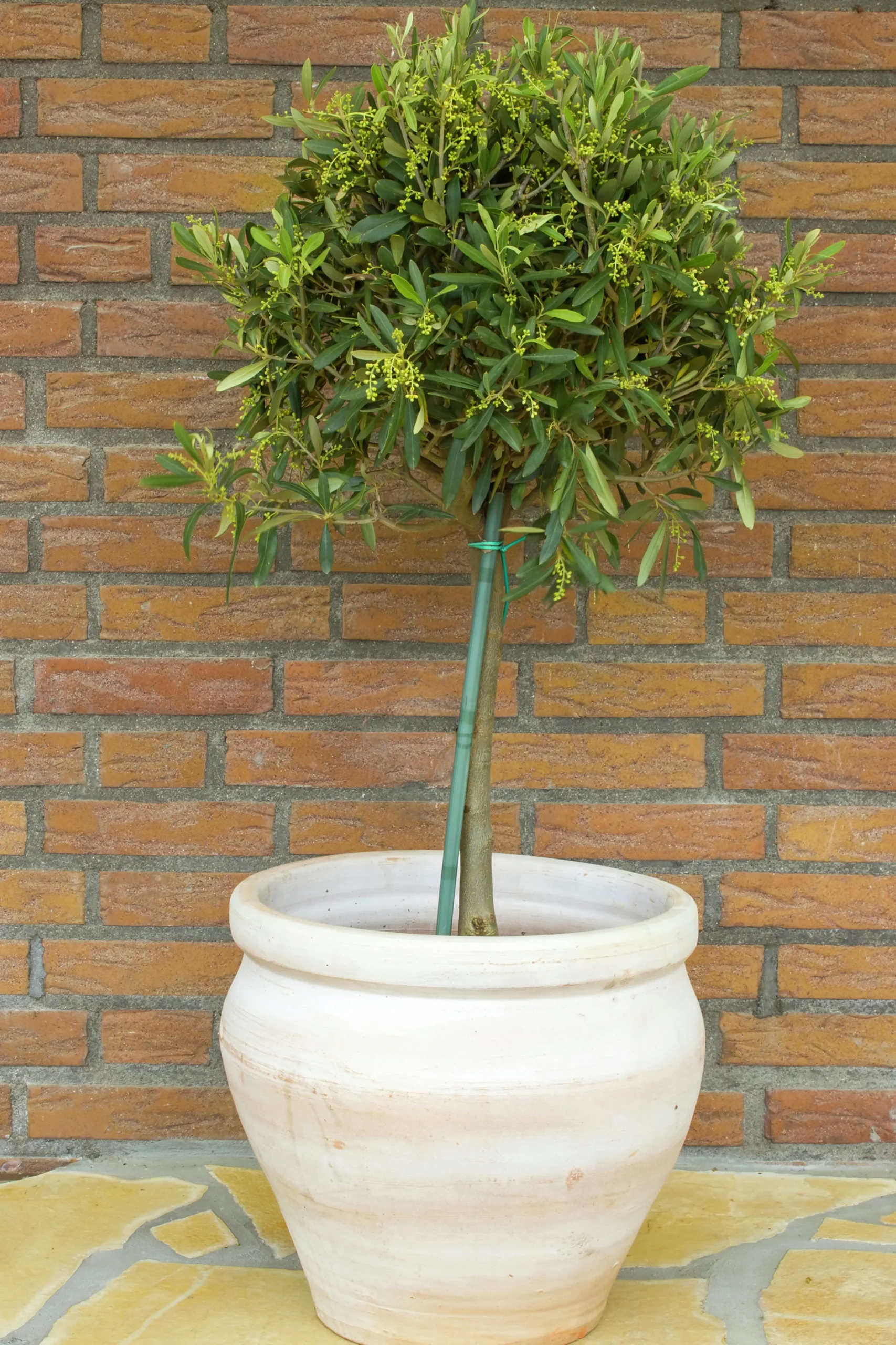 träd på stam>Omnia garden Outlet
