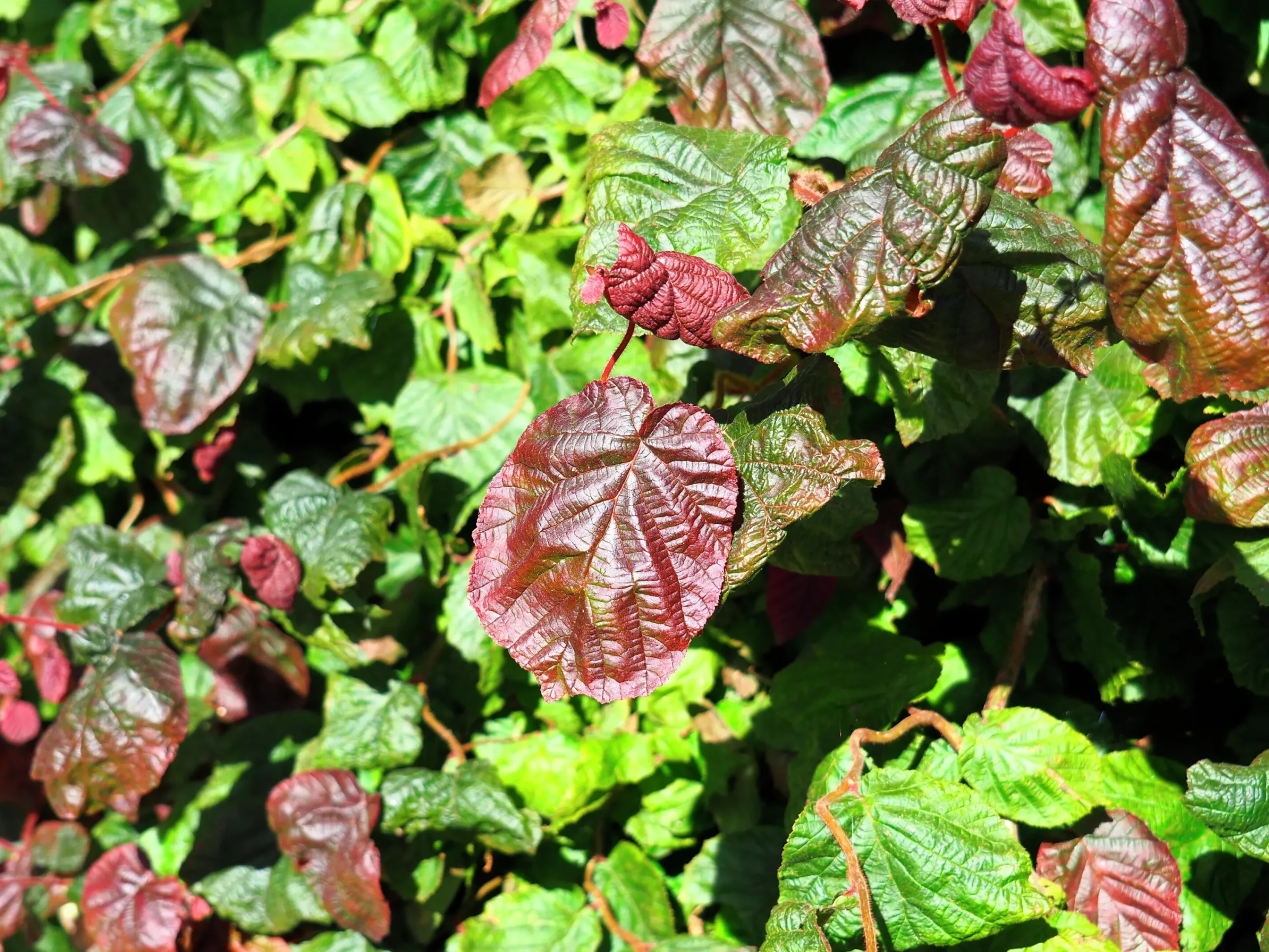 Ormhassel 'Red Majestic'>Omnia garden Outlet