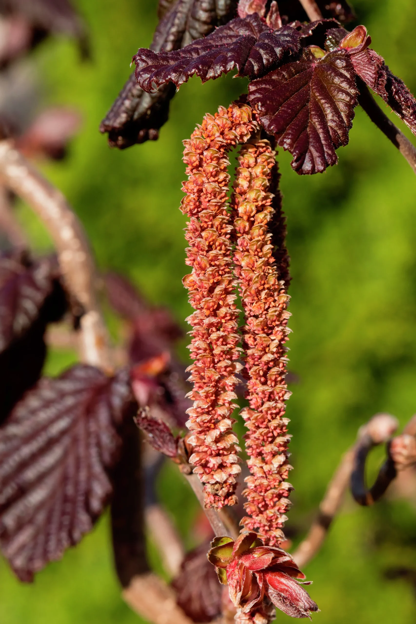 Ormhassel 'Red Majestic'>Omnia garden Outlet