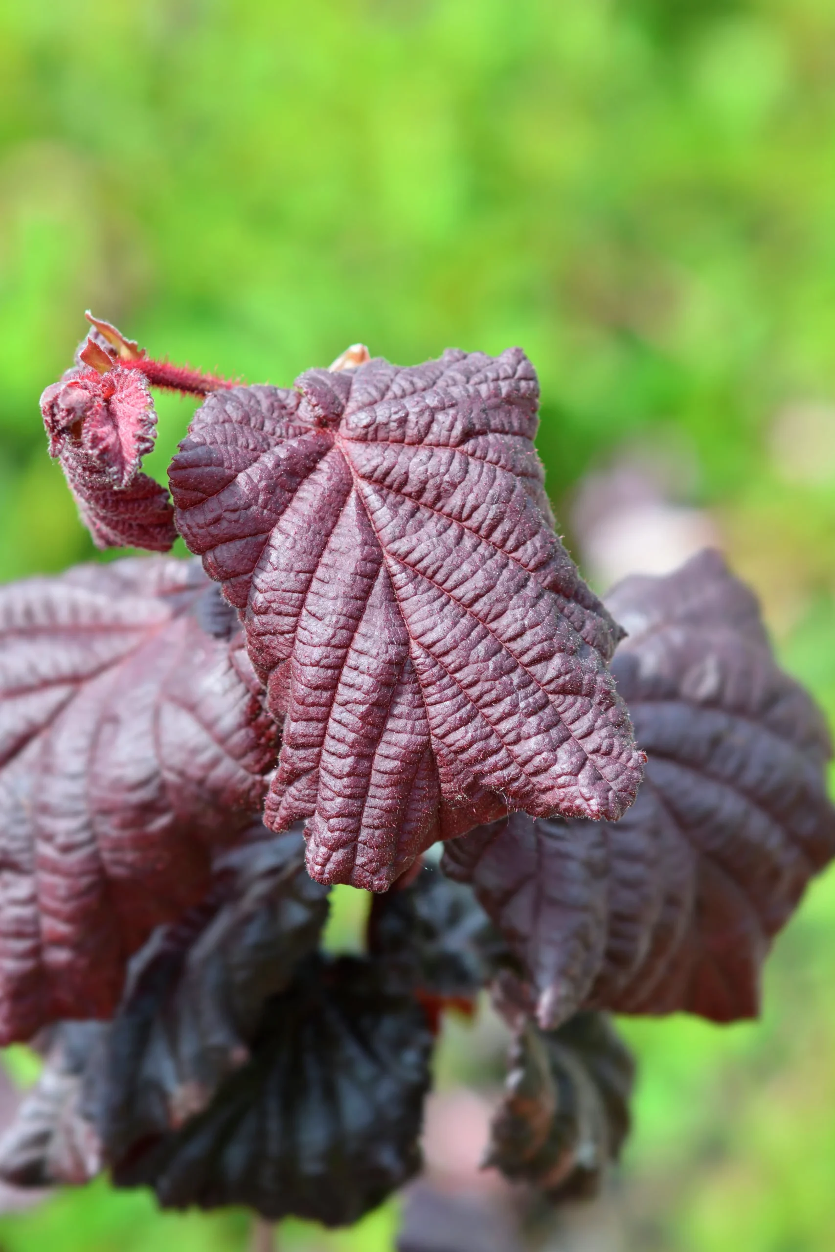 Ormhassel 'Red Majestic'>Omnia garden Outlet