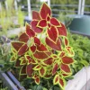 Palettblad lat. Coleus scutellarioides Mix>Danblumen Sale