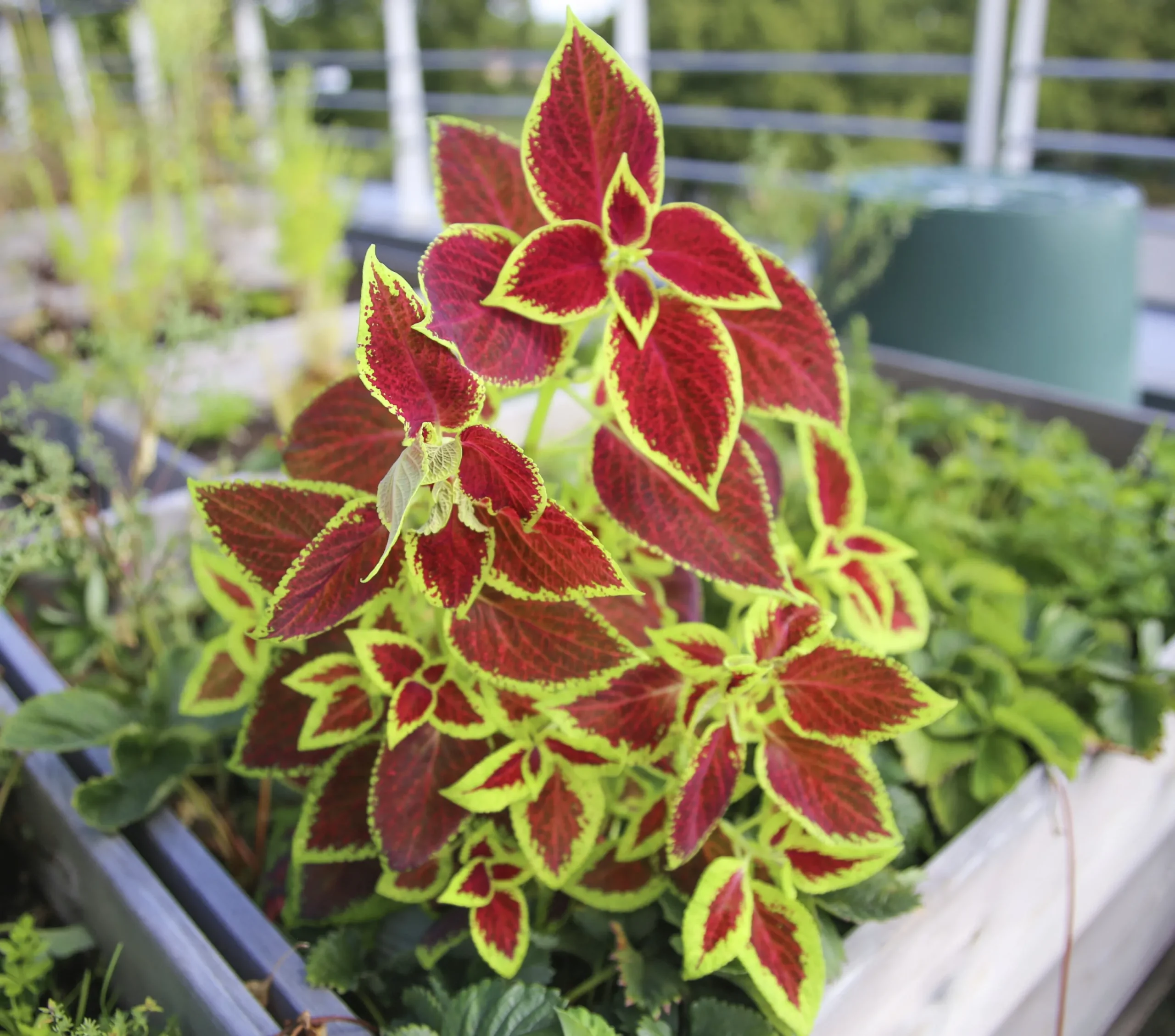 Palettblad lat. Coleus scutellarioides Mix>Danblumen Sale