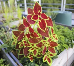 Palettblad lat. Plectranthus scutellarioides>Mäster Grön Sale