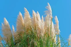 Pampasgräs 'Pumila' 2L><noscript><img width=