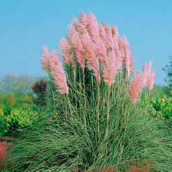Pampasgräs 'Rosea' 2L>Omnia garden Outlet