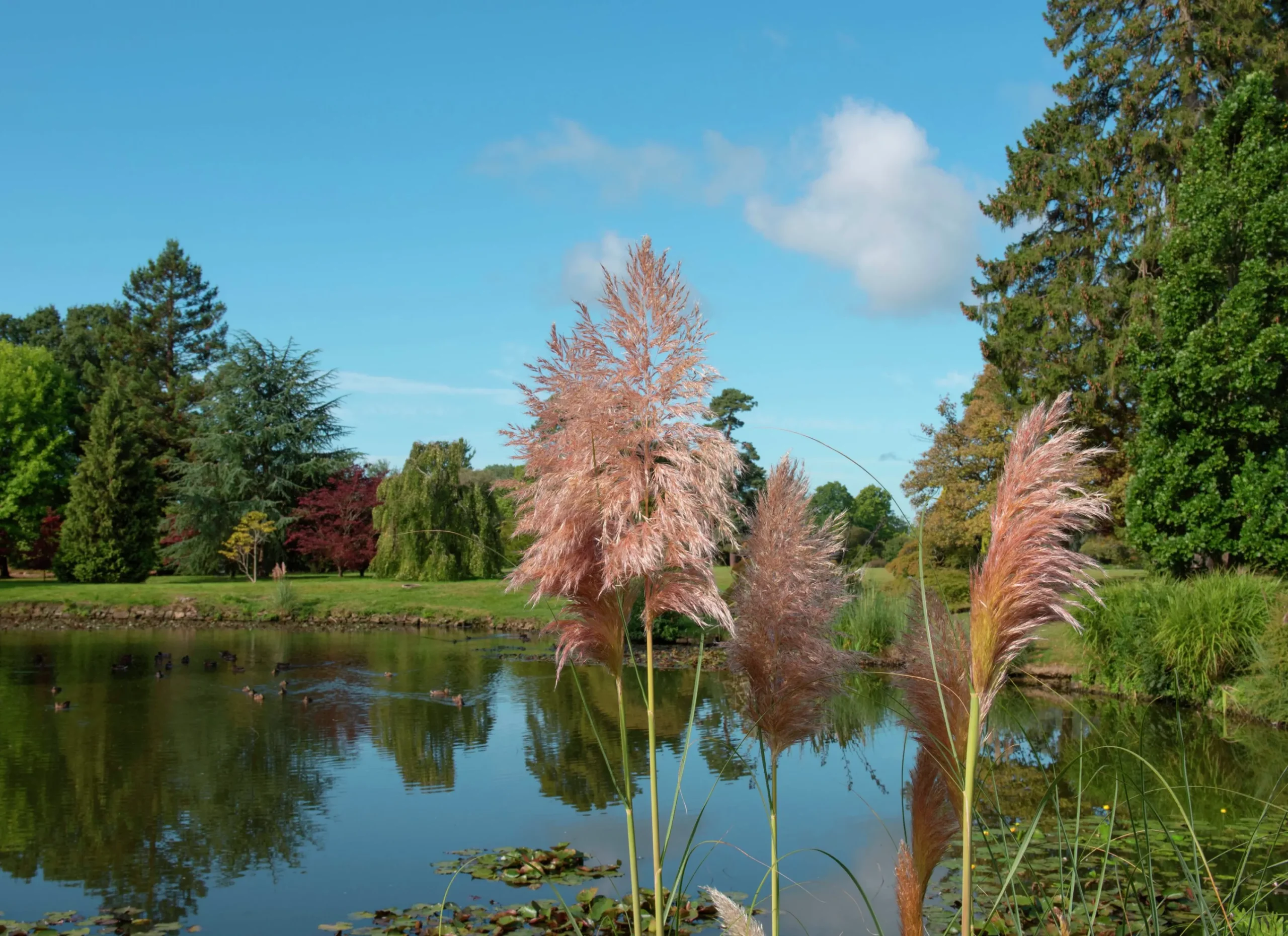 Pampasgräs 'Rosea' 2L>Omnia garden Outlet