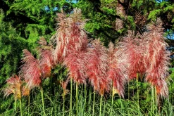 Pampasgräs 'Rosea' 2L><noscript><img width=