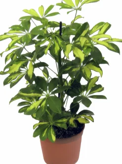 Papaplyaralia lat. Schefflera arboricola 'Gerda' Grenad>Mäster Grön Best