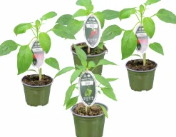 Paprika Krav 12cm>Mäster Grön Outlet