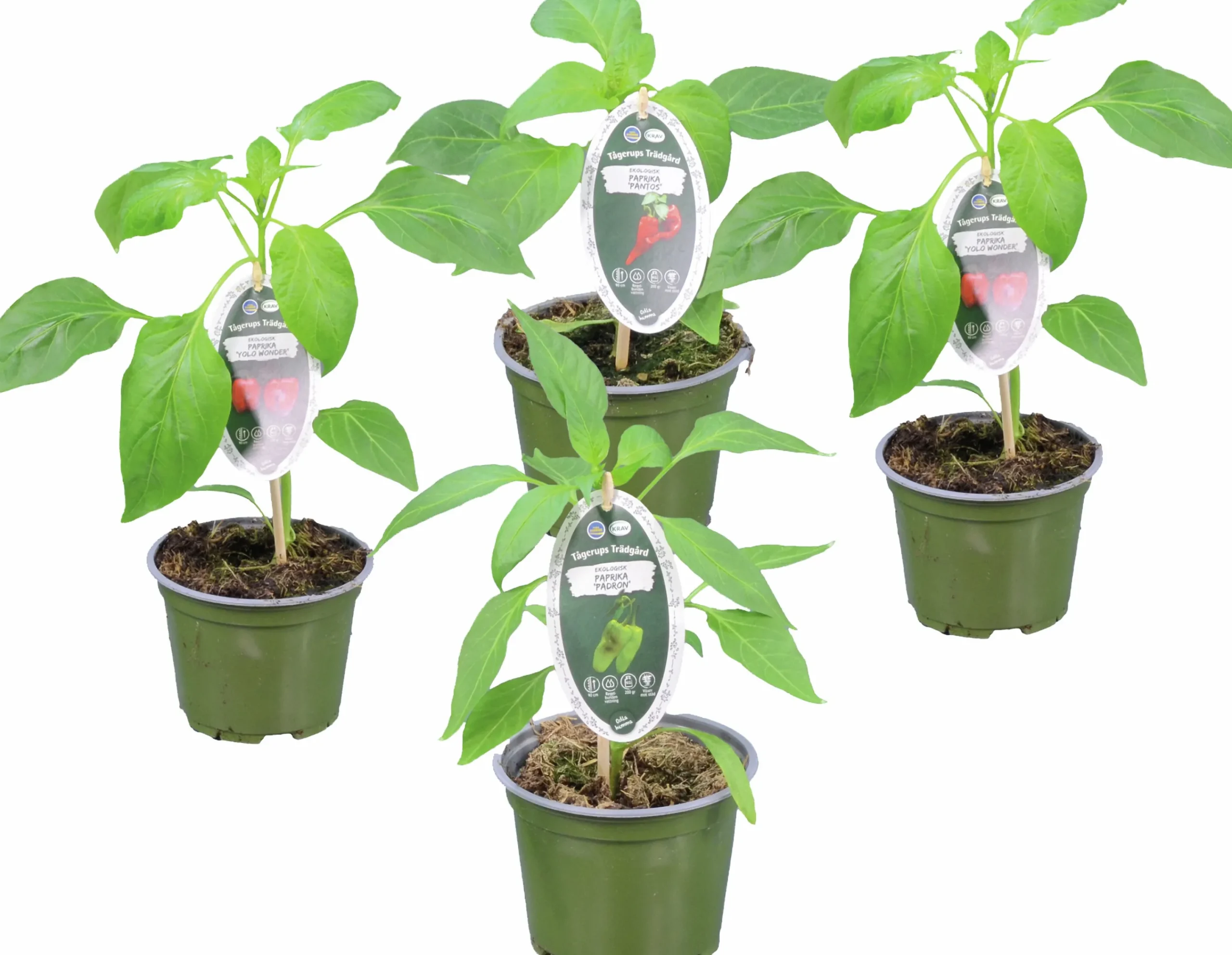 Paprika Krav 12cm>Mäster Grön Outlet