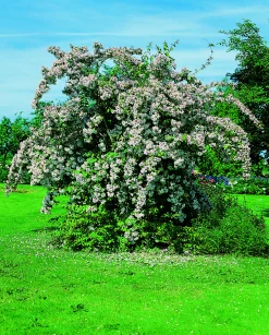 Paradisbuske Krukodlad>Omnia garden Clearance