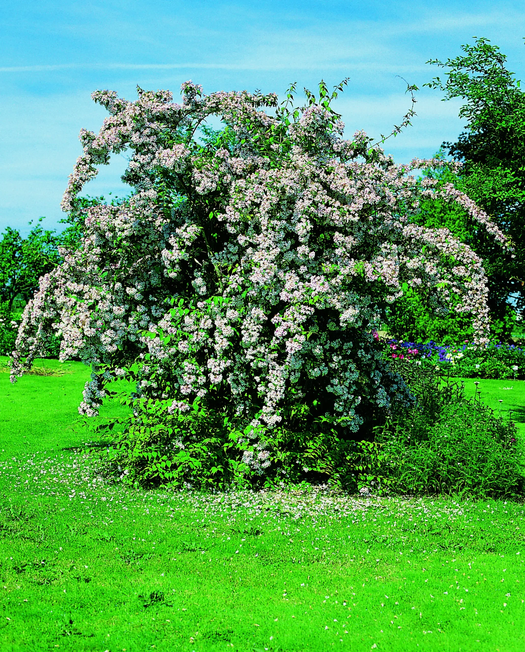 Paradisbuske 'Pink Cloud' Krukodlad>Omnia garden New