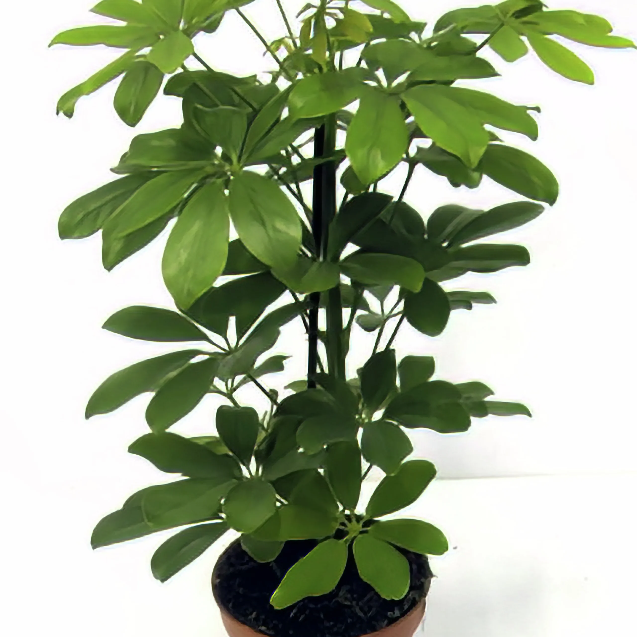 Paraplyaralia lat. Schefflera arboricola 'Nora' Grenad>Mäster Grön New