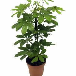 Paraplyaralia Nora i 24cm kruka>Danblumen Sale
