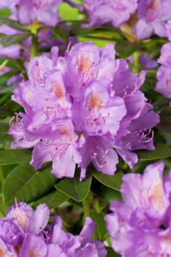 Park Rhododendron 'Catawbiense Grandiflorum'>Omnia garden New
