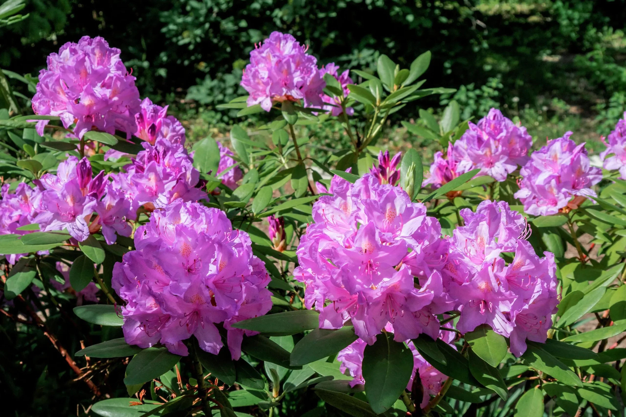 Park Rhododendron 'Catawbiense Grandiflorum'>Omnia garden New