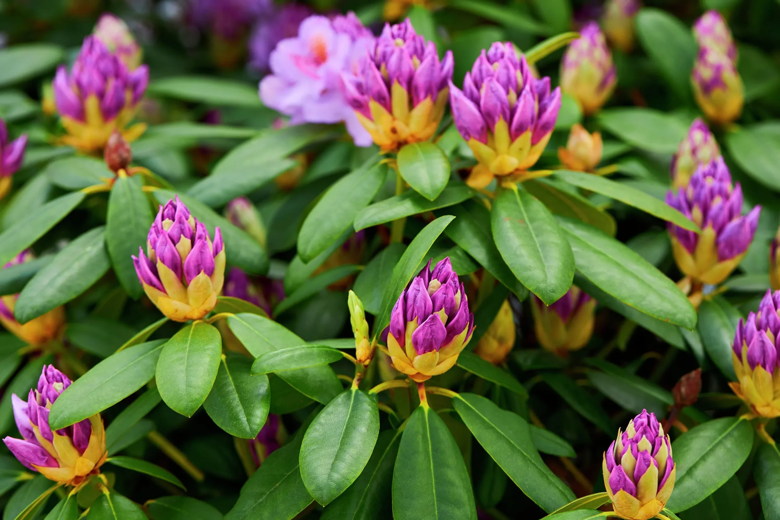 Park Rhododendron 'Catawbiense Grandiflorum'>Omnia garden New