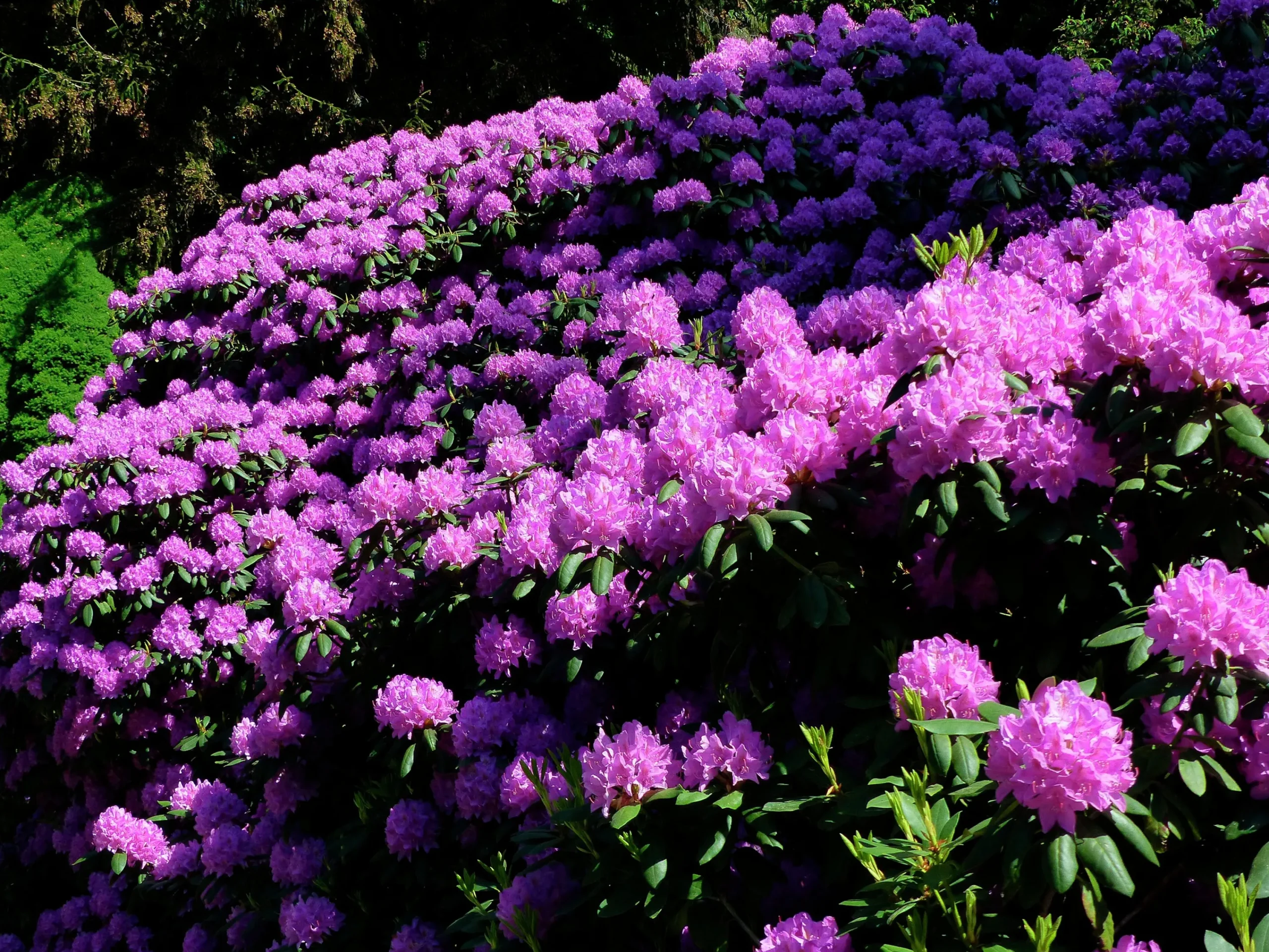 Park Rhododendron 'Catawbiense Grandiflorum'>Omnia garden New