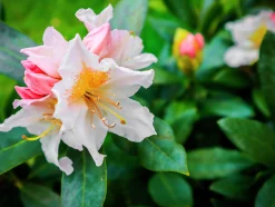Park Rhododendron 'Cunninghams white'>Omnia garden