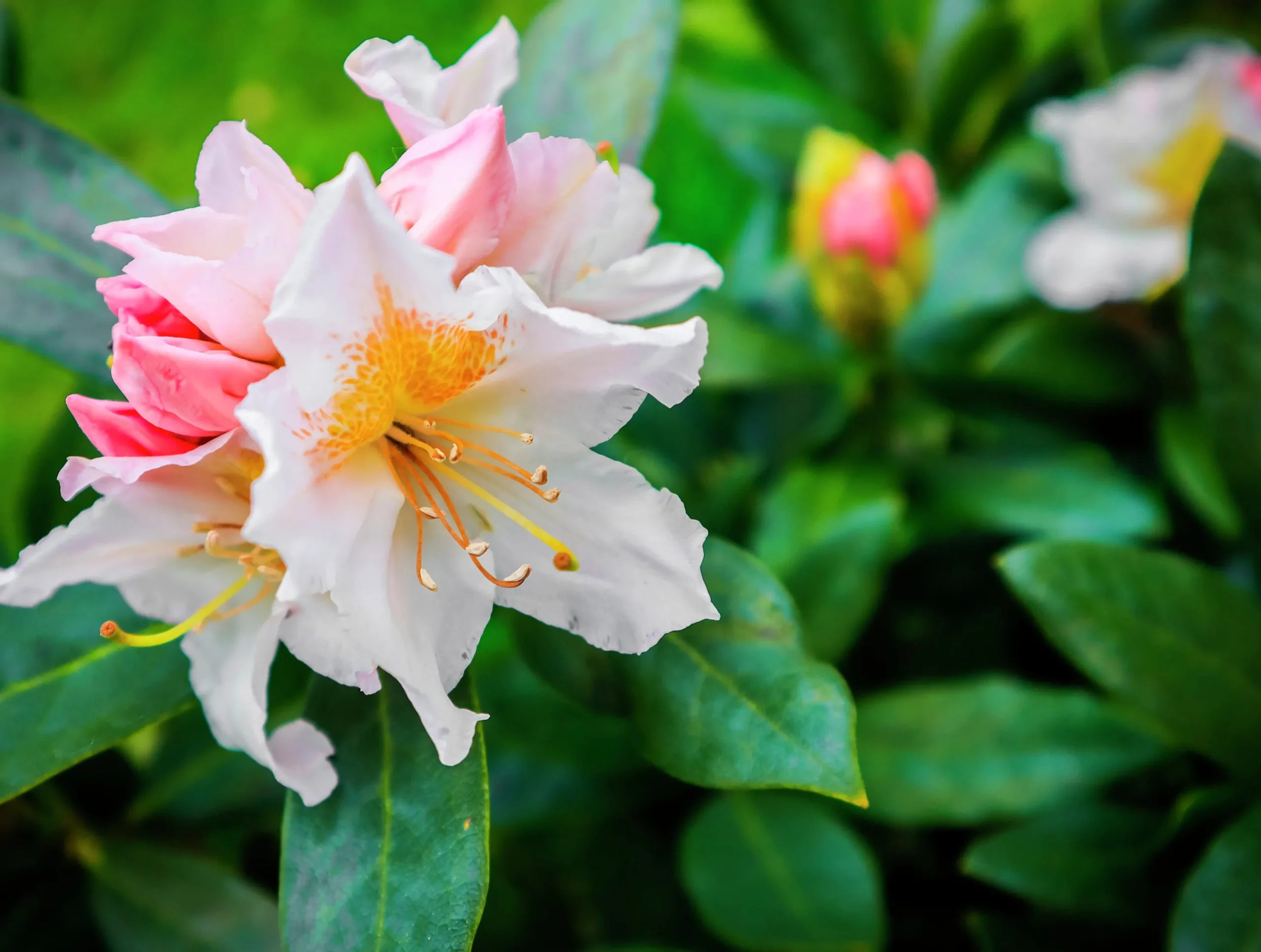 Park Rhododendron 'Cunninghams white'>Omnia garden