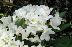 Park Rhododendron 'Cunninghams white'><noscript><img width=