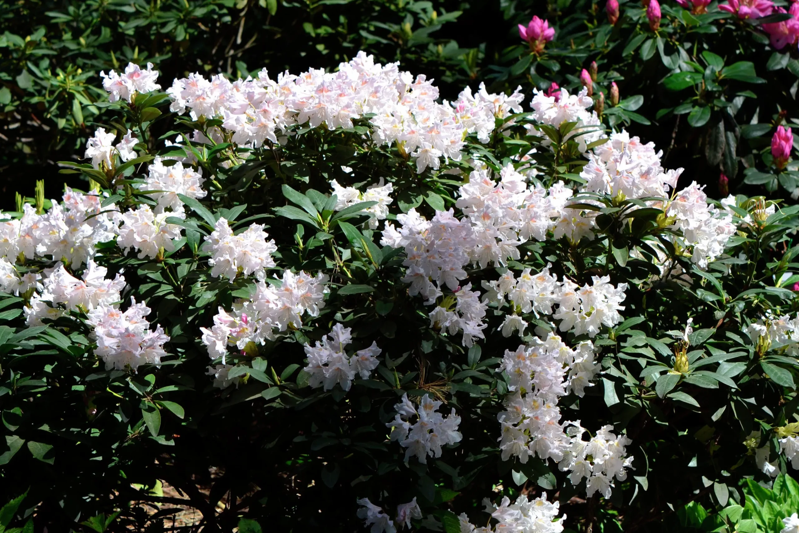 Park Rhododendron 'Cunninghams white'>Omnia garden