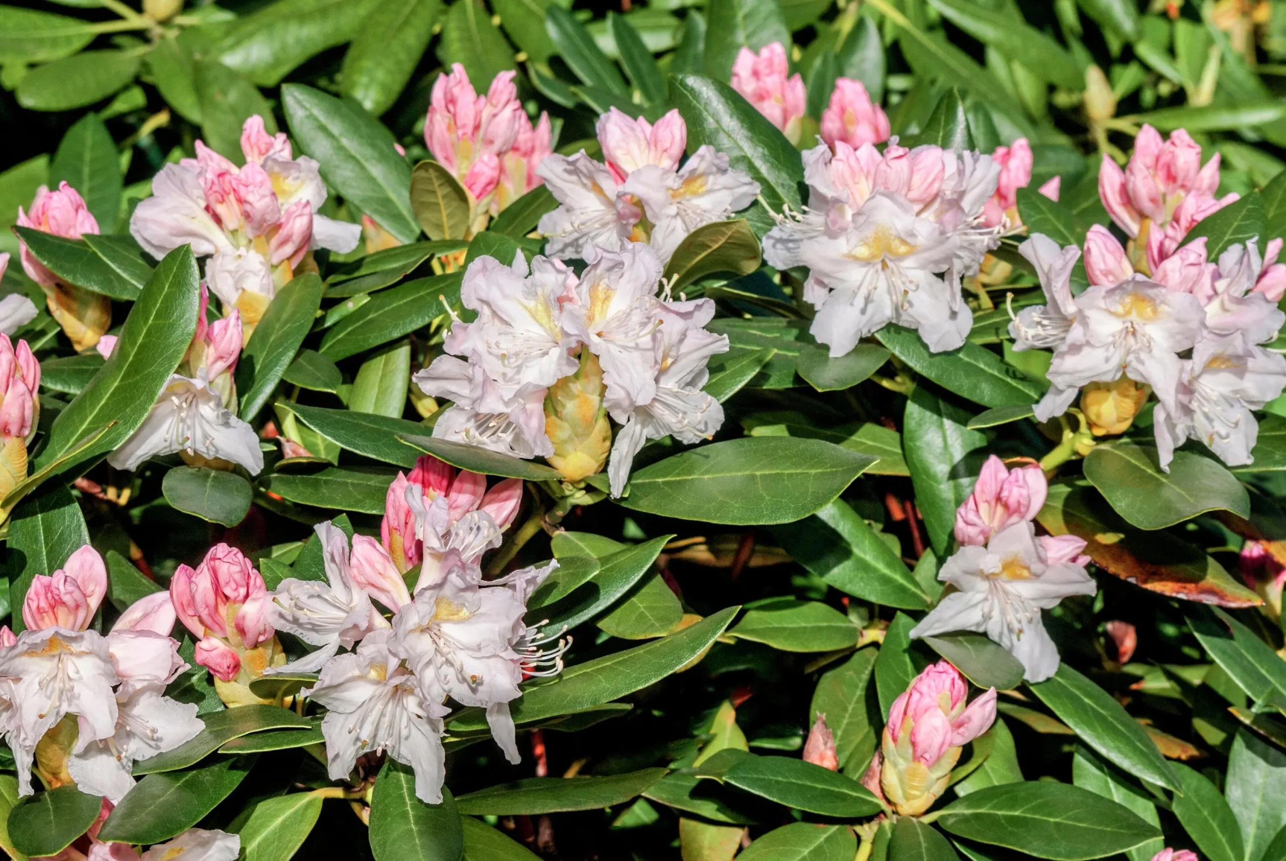 Park Rhododendron 'Cunninghams white'>Omnia garden