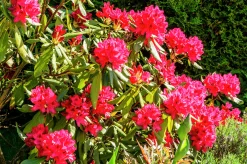 Park Rhododendron 'Nova Zembla'>Omnia garden Outlet