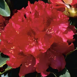 Park Rhododendron 'Nova Zembla'><noscript><img width=