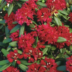 Park Rhododendron 'Nova Zembla'><noscript><img width=