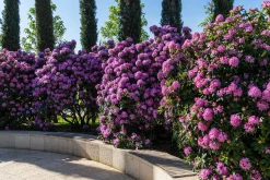Park Rhododendron 'Roseum Elegans'>Omnia garden Outlet